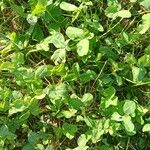 Trifolium hybridum পাতা