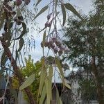 Eucalyptus caesia 叶