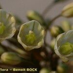 Allium pallens Sonstige
