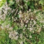 Thymus vulgaris Habit
