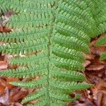 Dryopteris affinis Lapas