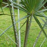 Livistona australis Likasa