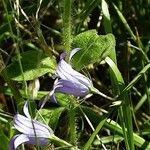 Campanula rapunculus Flor