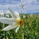 Narcissus poeticusBlüte