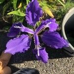 Iris tectorum Blomst