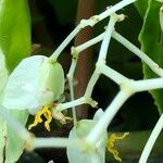 Begonia convolvulacea
