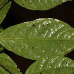 Nichallea soyauxii Leaf