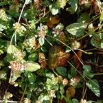 Prunella vulgaris Облик