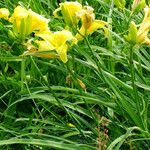 Hemerocallis lilioasphodelus Blad