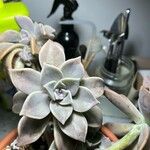 Graptopetalum paraguayense Folha