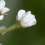 Oenanthe lachenalii Flower