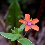 Lysimachia arvensis Flower