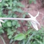 Nicotiana longiflora Цветок