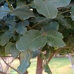 Beilschmiedia miersii Leaf