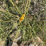 Acacia sclerosperma Квітка