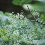 Aralia racemosa Flower