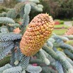 Abies procera Fruit