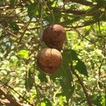 Croton megalobotrys Fruit