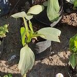 Philodendron hastatum Hoja