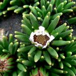 Xenophyllum rigidum Çiçek