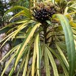 Osmoxylon lineare Azala