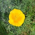 Eschscholzia californica花