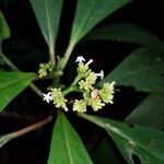 Notopleura uliginosa 花