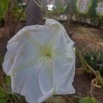 Ipomoea alba花