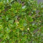 Myrsine africana Likasa