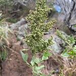 Chenopodium oahuense Цвят