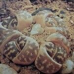 Lithops dinteri