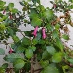 Fuchsia microphylla Květ