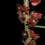 Pavonia cauliflora Flower