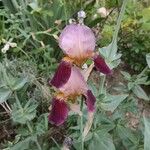 Iris x germanica Fiore