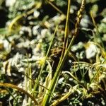 Carex scirpoidea Vekstform