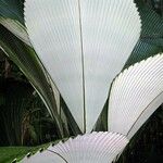 Johannesteijsmannia magnifica Leaf