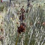Juncus littoralis 花