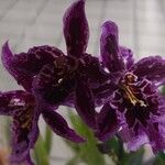 Zygopetalum maculatum Flor