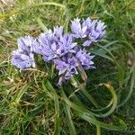 Scilla verna Flower