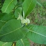 Asclepias viridiflora पत्ता