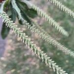 Plantago australis Kvet