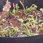 Dionaea muscipula Folla