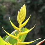 Heliconia lingulata Blüte