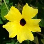 Thunbergia alataKwiat