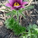 Pulsatilla vulgaris Leaf