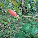 Aronia × prunifolia Kabuk