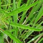 Monsonia angustifolia Leaf