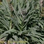 Cynoglossum magellense Hábito