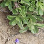 Veronica bellidioides Likasa