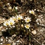 Lewisia pygmaea Хабит